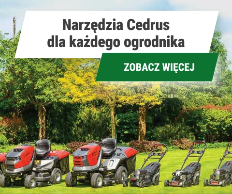 Cedrus Sprawdz oferty cedrusa